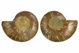 Cut & Polished, Agatized Ammonite Fossil - Madagascar #308136-1